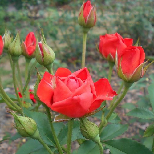 Rosa Orange Sensation ® - oranžová - Stromkové ruže,  kvety kvitnú v skupinkáchstromková ruža s kríkovitou tvarou koruny